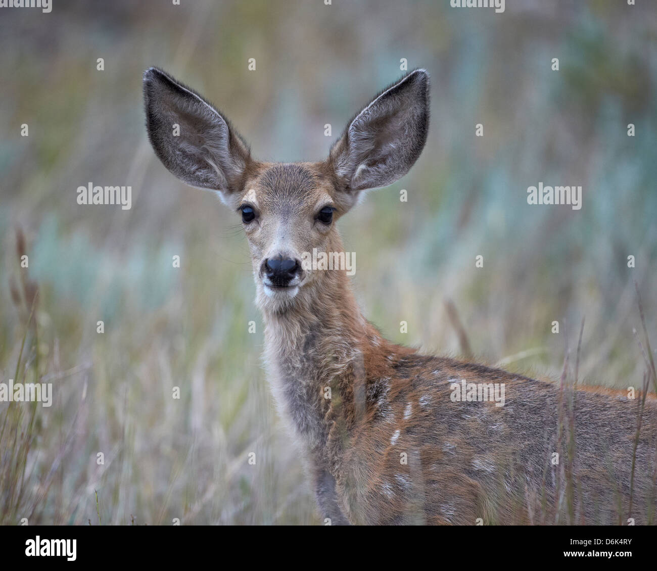 Junge Maultierhirsch (Odocoileus Hemionus), Custer State Park, South Dakota, Vereinigte Staaten von Amerika, Nordamerika Stockfoto