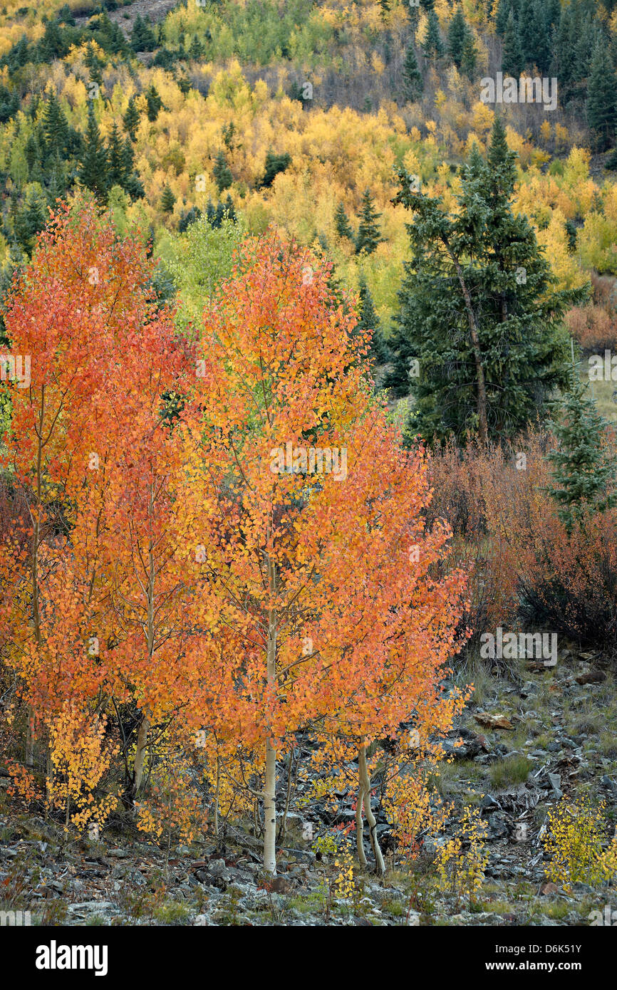 Orange Espen in den Herbst, San Juan National Forest, Colorado, Vereinigte Staaten von Amerika, Nord Amerika Stockfoto