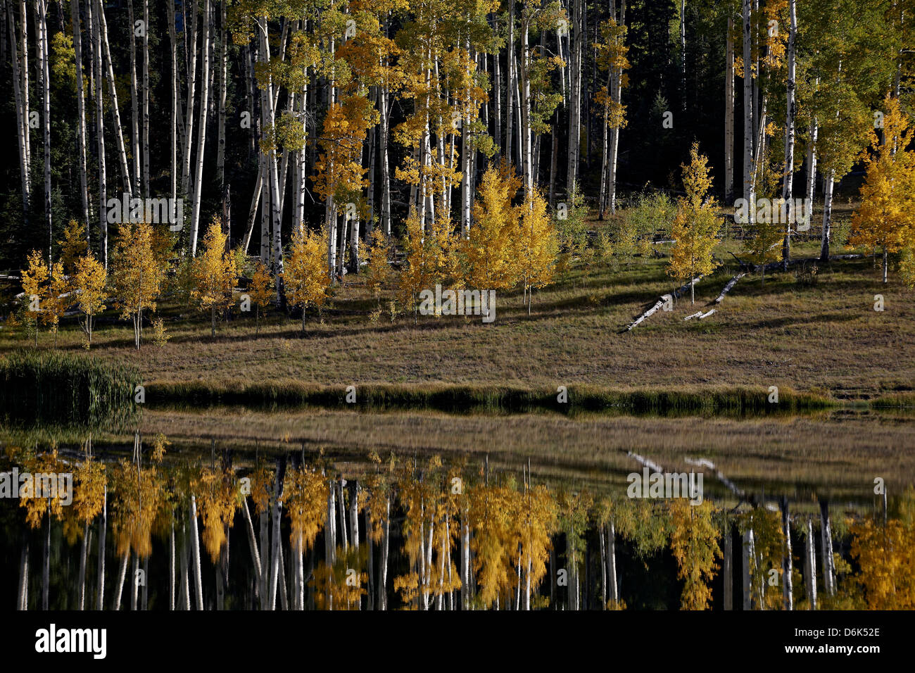 Gelbe Espen unter Evergreens im Herbst spiegelt sich in einem See, Uncompahgre National Forest, Colorado, USA Stockfoto