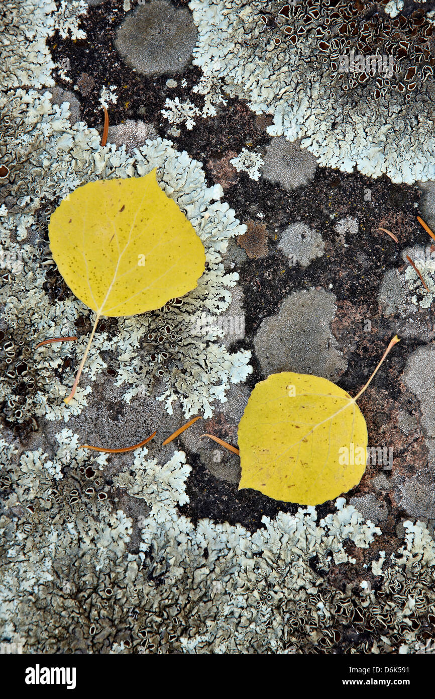 Gelbe Aspen Blätter auf einem Flechten bedeckten Felsen im Herbst Uncompahgre National Forest, Colorado, USA Stockfoto