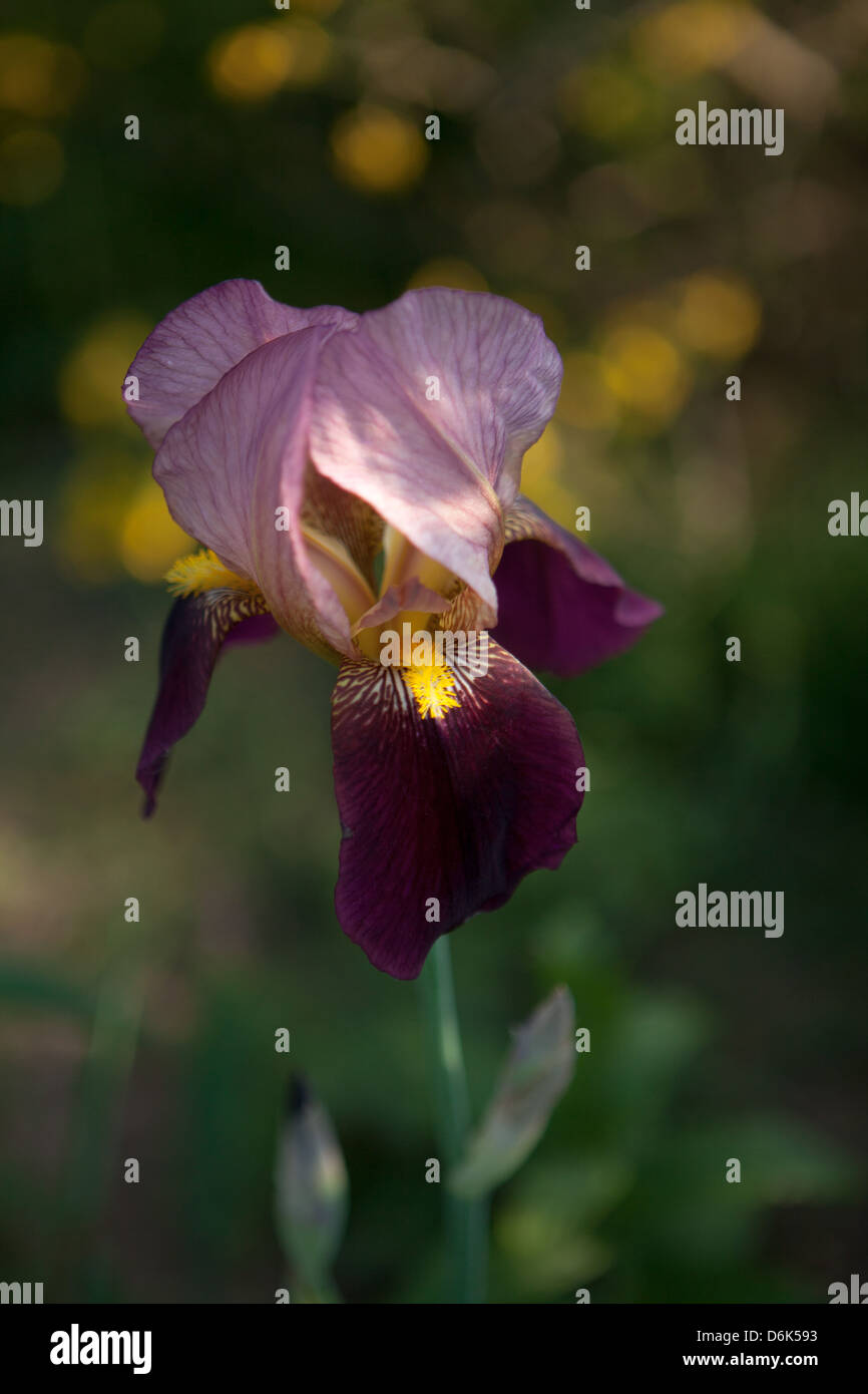 Schließen Sie lila und gelb Iris Germanica Blume im Frühlingsgarten Stockfoto