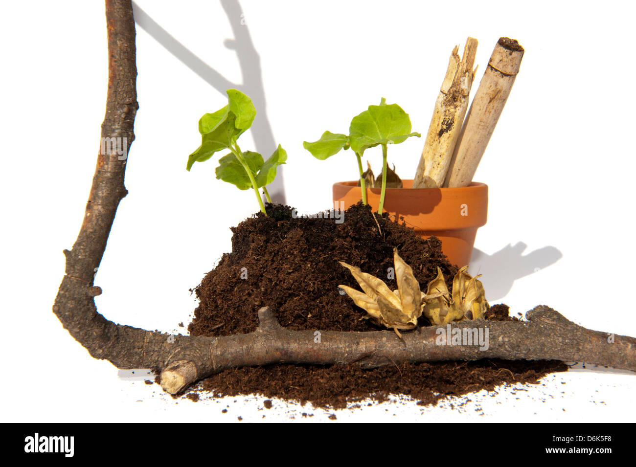 getreiderost bambus Wuchernder Bambus Goldrohrbambus kaufen | Phyllostachys aurea -  Goldrohrbambus main image 0