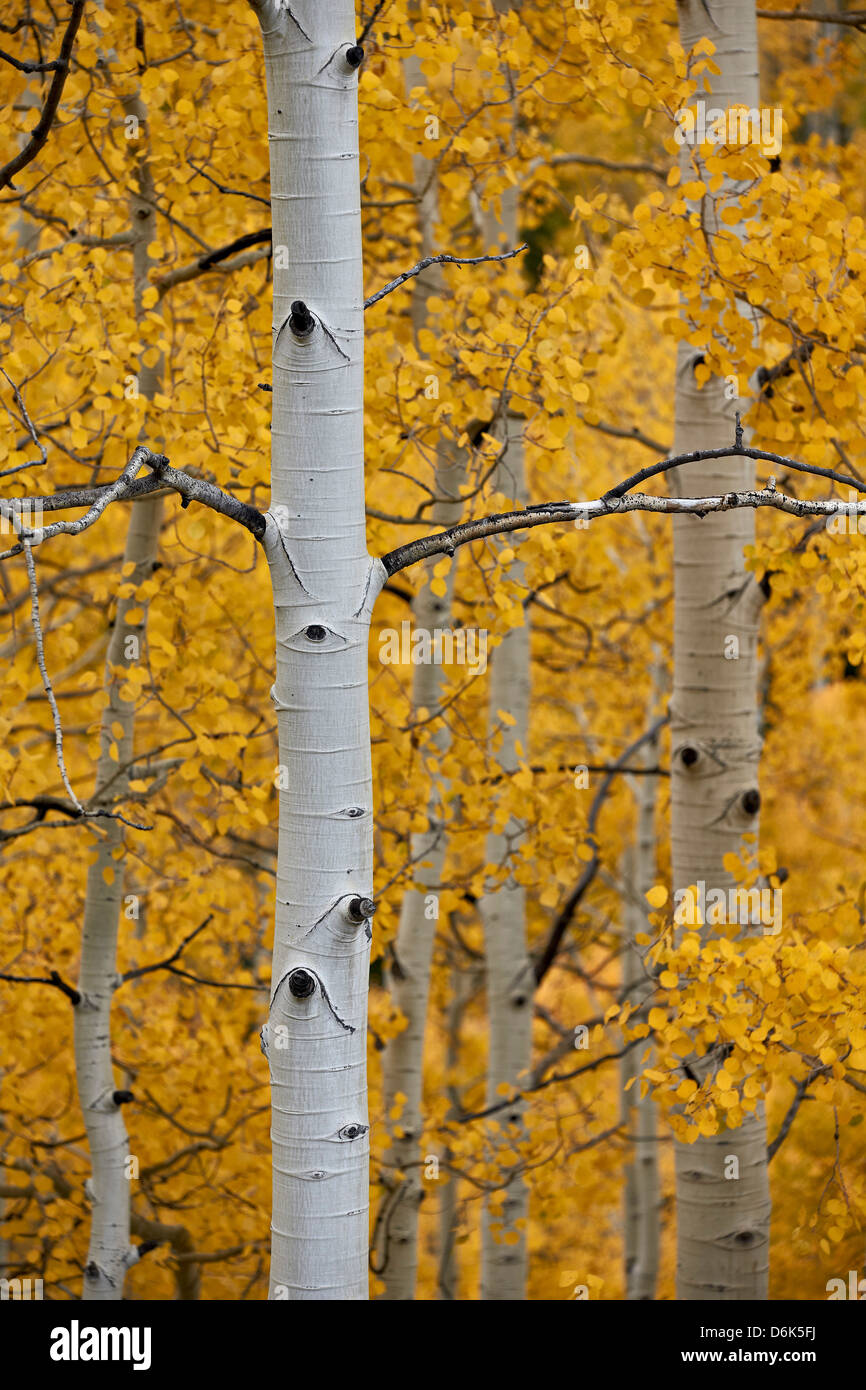 Aspen Stämme unter gelbe Blätter, Uncompahgre National Forest, Colorado, Vereinigte Staaten von Amerika, Nordamerika Stockfoto