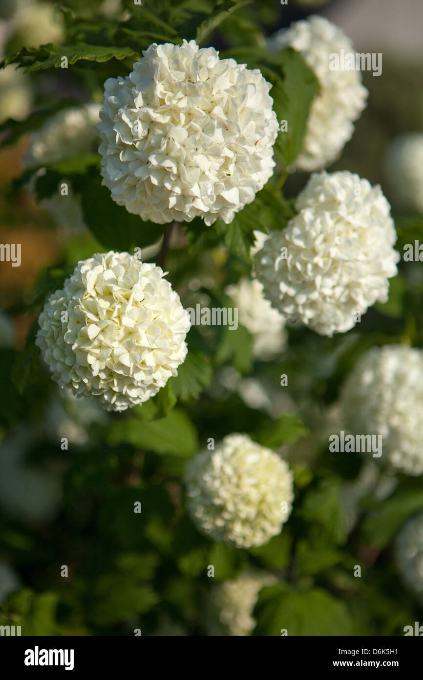 Schließen Sie weiße Viburnum Blumen im Frühlingsgarten Stockfoto