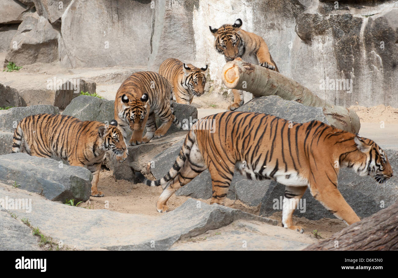 Die acht Monate alte Tiger Thaya, Salween, Mandalay und Lampun entdecken Sie ihre neue Außenanlage mit ihrer Mutter (R) im Zoo in Berlin, Deutschland, 3. April 2012. Foto: Jörg CARSTENSEN Stockfoto