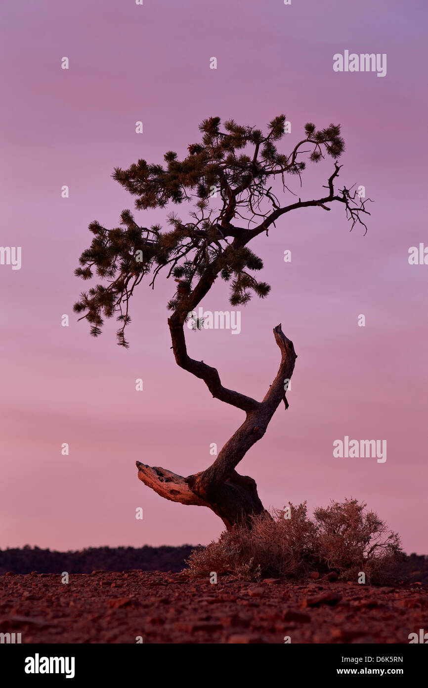 Verwitterte Kiefer bei Morgendämmerung, Capitol Reef National Park, Utah, Vereinigte Staaten von Amerika, Nordamerika Stockfoto