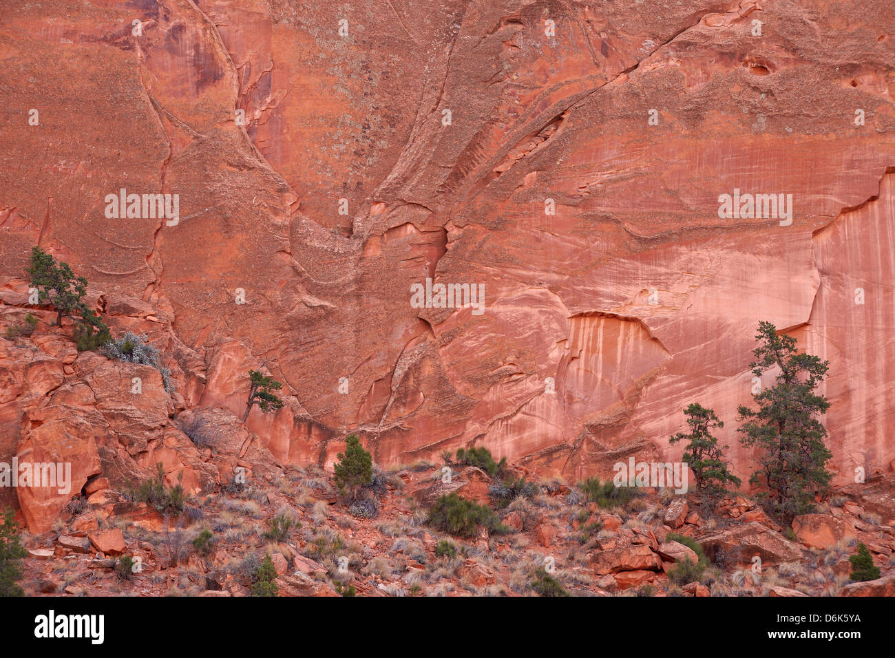 Lachsfarbener Sandsteinwand mit Evergreens, Grand Staircase-Escalante National Monument, Utah, USA Stockfoto