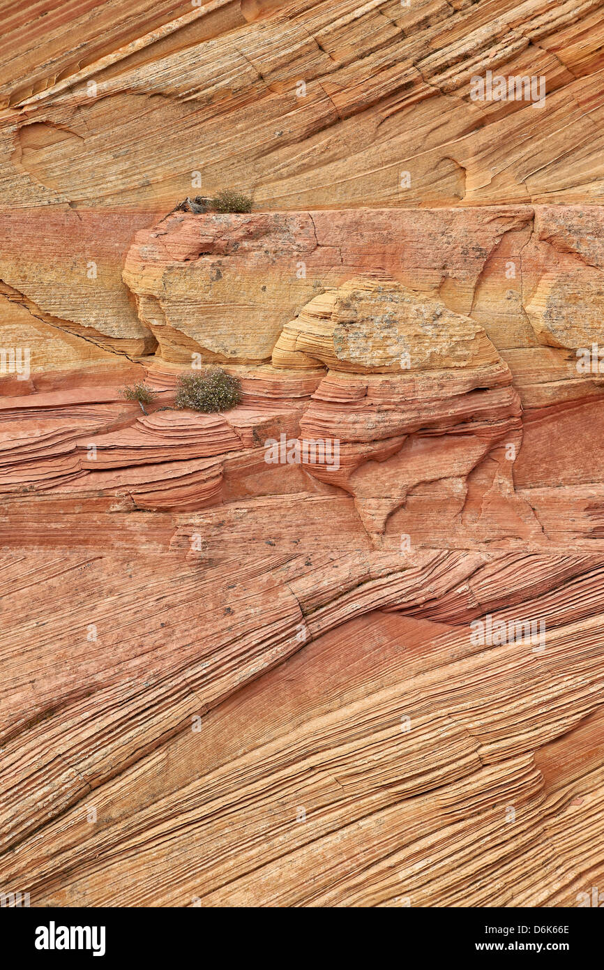 Gelb und Lachs Sandstein Formen, Coyote Buttes Wilderness, Vermillion Cliffs National Monument, Arizona, USA Stockfoto