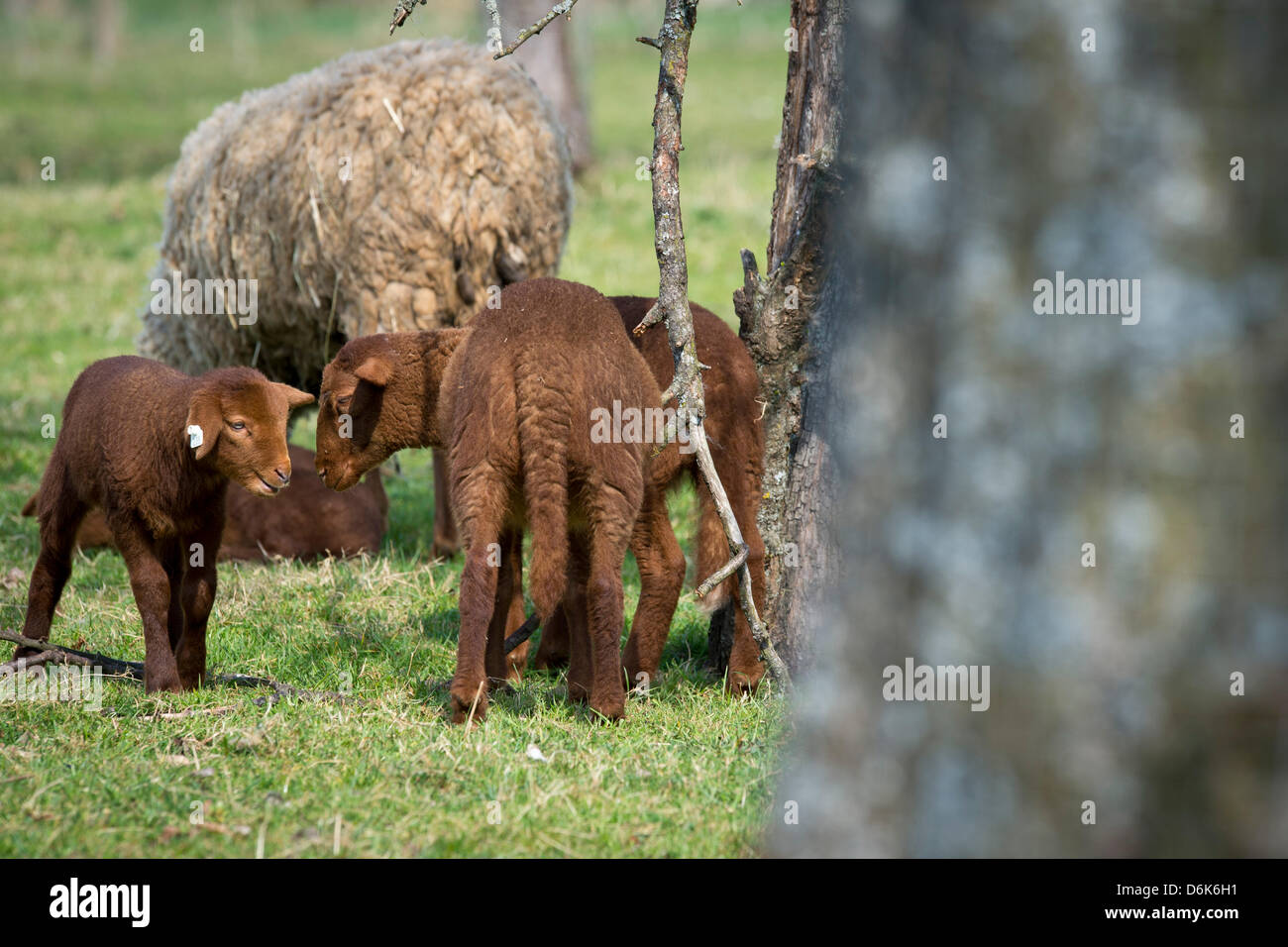 Brown Coburg Fox Schafe Lämmer steht als nächstes an eine Mutter Schafe auf einer Weide an der Landwirtschaftsschule in Bayreuth, Deutschland, 4. April 2012. Meteorologen prognostizieren kalten Temperaturen und Regen mit sporadischen Graupel für Ostern in Bayern. Foto: DAVID EBENER Stockfoto