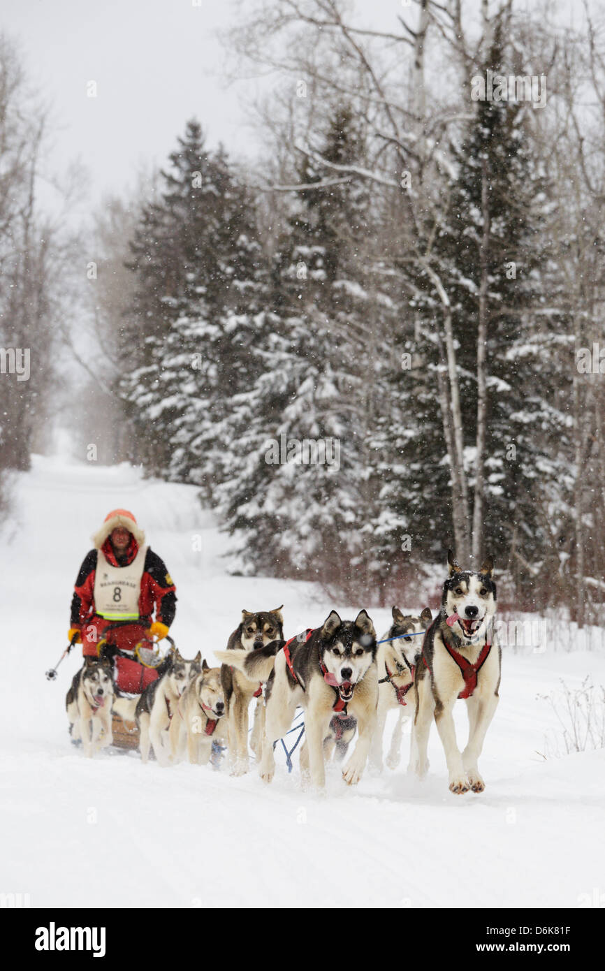 Hundegespann und Keith Aili Musher auf dem Trail zwischen den Sawbill und Finnland Checkpoints während des Marathons von John Beargrease. Stockfoto