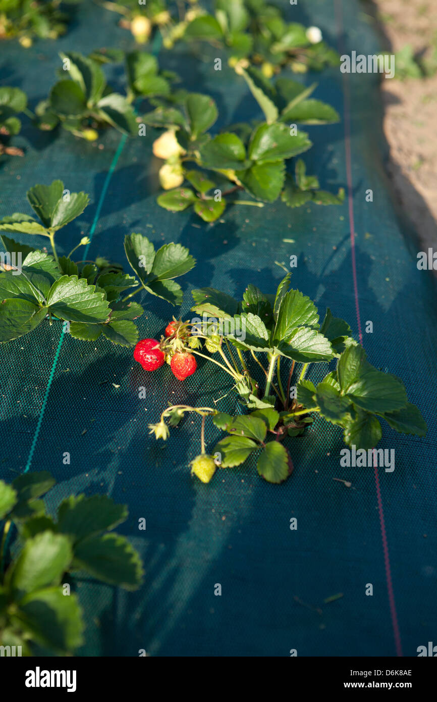 Erdbeeren im Gemüsegarten Stockfoto