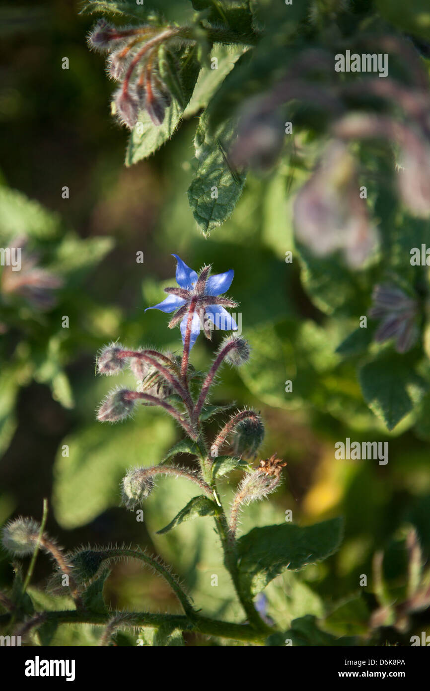 blaue Borretsch (Borrango Officinalis) Blumen im Frühlingsgarten Stockfoto