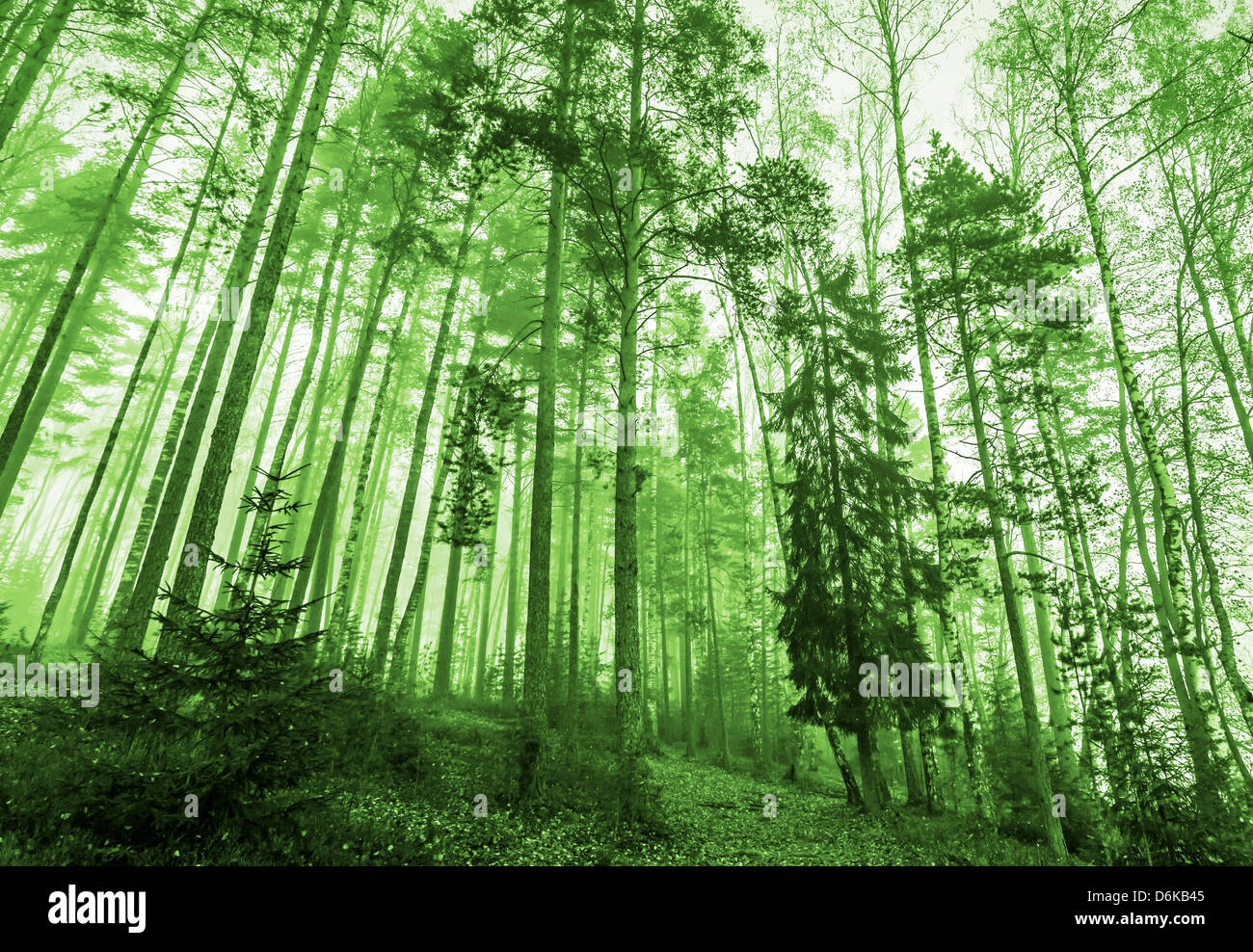Grünen Monochrom Foto. Morgenlicht in grünen Wald mit Nebel und hohen Bäumen Stockfoto