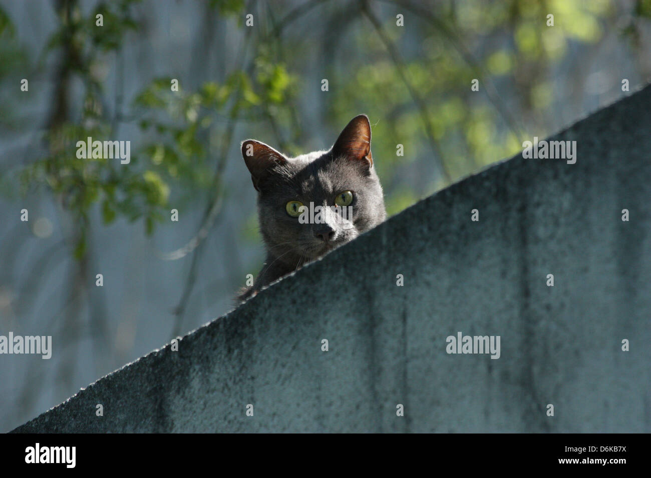 Katze auf einer Wand Stockfoto