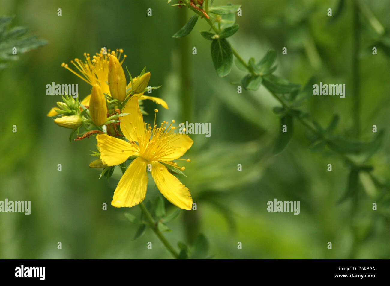 Gemeinsamen Johanniskraut (Hypericum Perforatum) Stockfoto