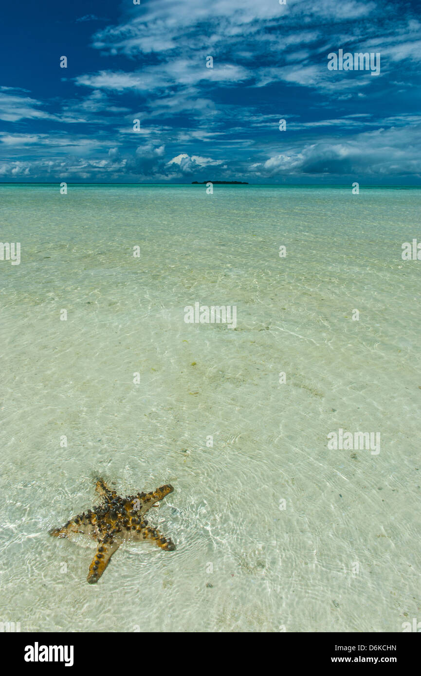 Seestern in den Sand auf die Rock Islands, Palau, Central Pacific, Pazifik Stockfoto
