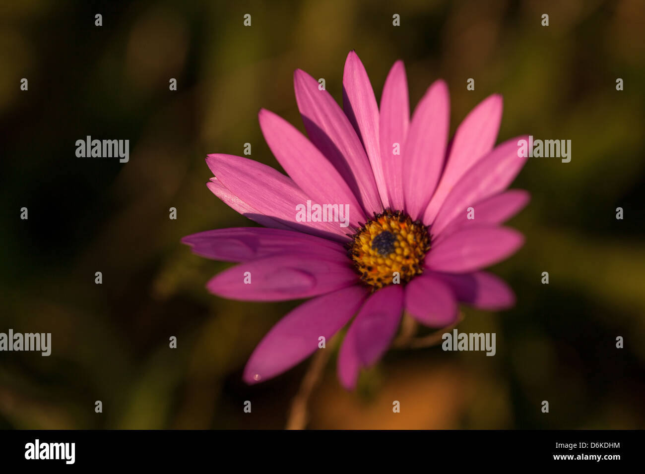 lila Osteospermum Blüten mit Tau Stockfoto