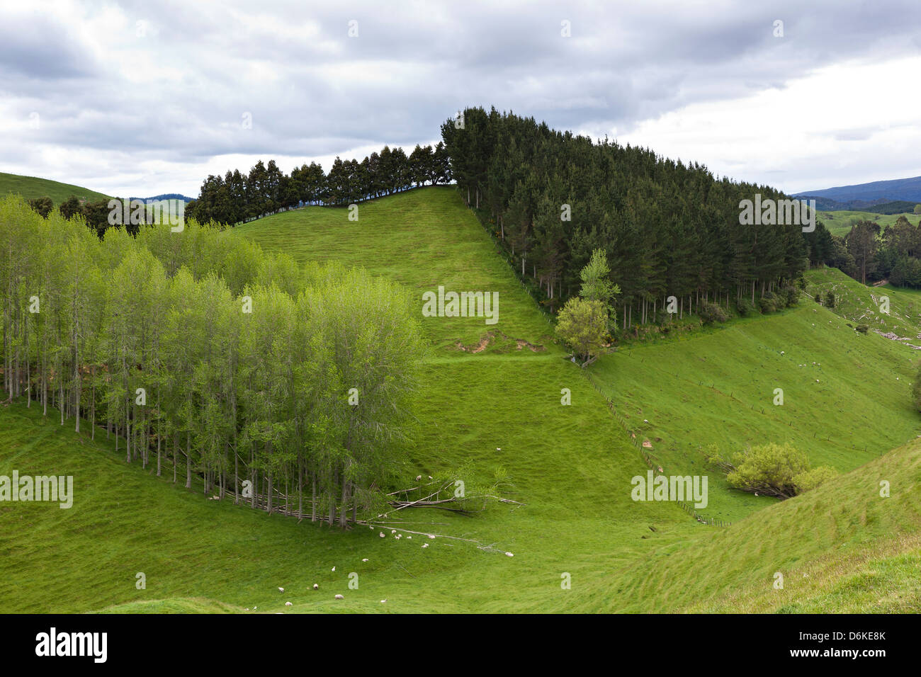 Grüne Hügel in der Nähe von Taupo, Northern Island, Neuseeland Stockfoto