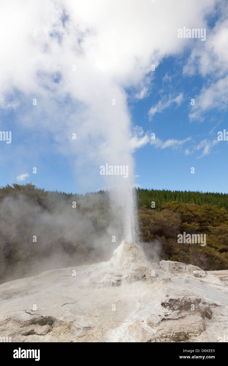 Lady Knox Geysir in Wai-O-Tapu Geothermal Reserve Rotorua, Neuseeland Stockfoto