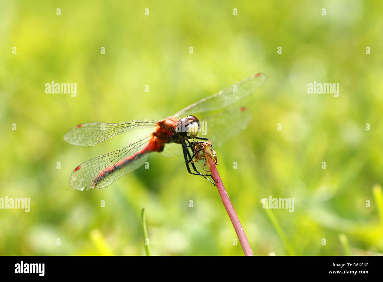 Eine rote Libelle auf dem Rasen die Bleiche Meadowhawk Sympetrum Obtrusum. Stockfoto