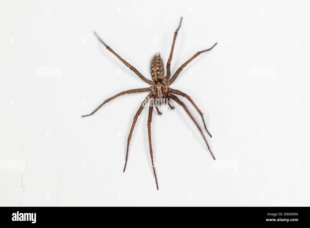 Draufsicht auf eine Tegenaria Domestica, aka inländischen Haus Spinne, London, England, UK Stockfoto
