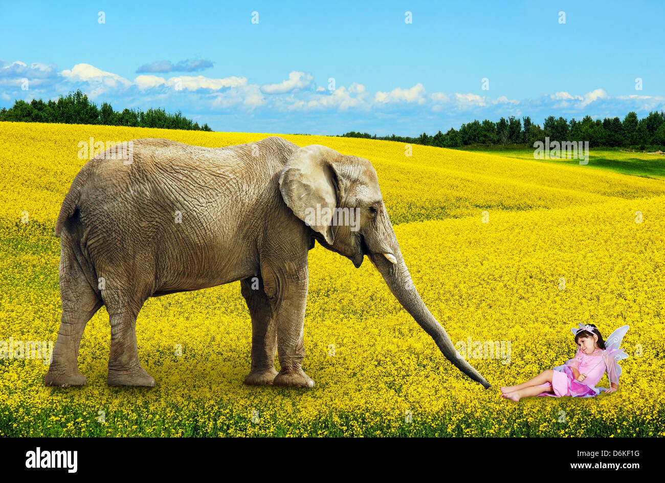 Afrikanischer Elefant mit Fee in gelben Raps Blumenwiese. Stockfoto