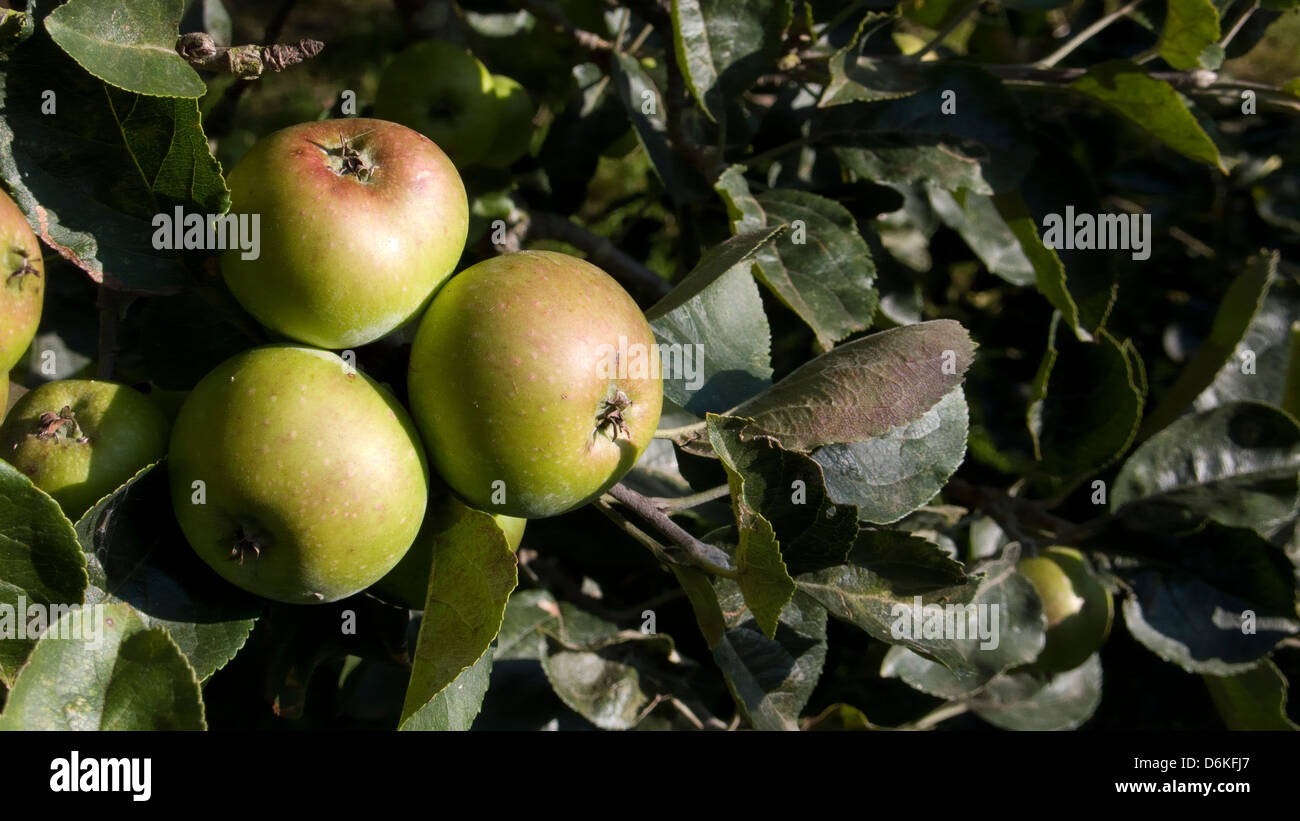 Äpfel am Baum, Normandie, Frankreich Stockfoto