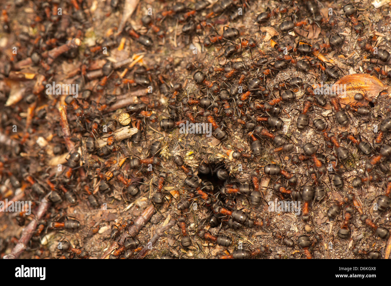 Ameisenhaufen Stockfoto