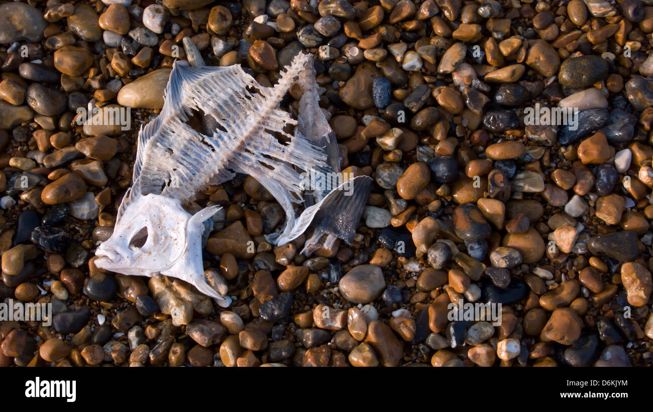 Fisch-Skelett auf dem Strand, Kiesel Stockfoto
