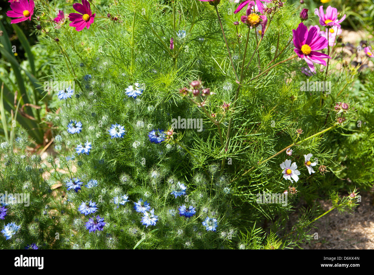 Wunderschöne blütenblaue und weiße Nigella in einem wilden Sommergarten in Kersiguenou, Bretagne, Frankreich Stockfoto