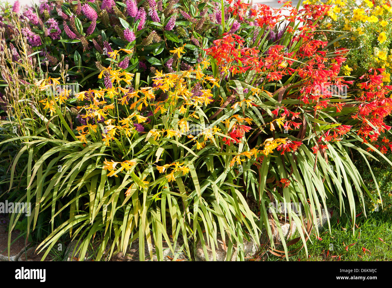 lila gelbe und rote Blüten im Sommergarten Stockfoto