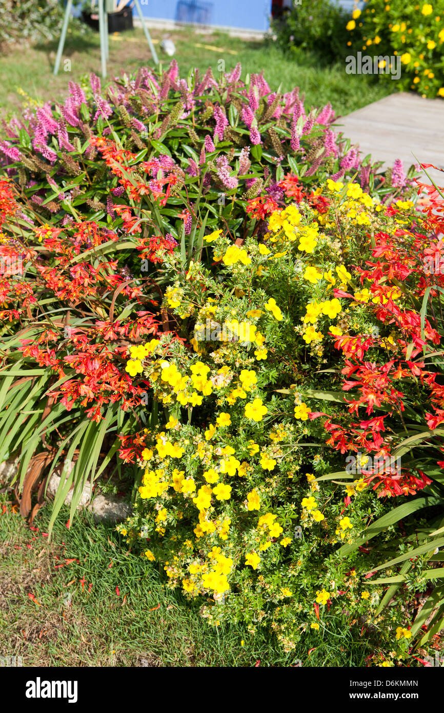 lila gelbe und rote Blüten im Sommergarten Stockfoto