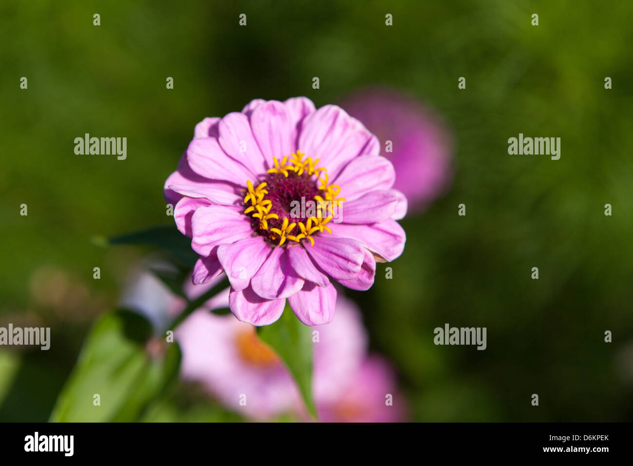 Schließen Sie rosa Zinnie im Garten Stockfoto