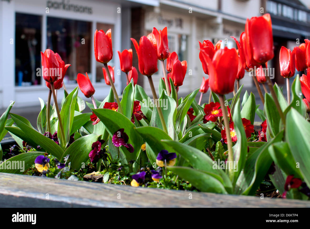Stadtzentrum Frühlingsblumen, London, UK Stockfoto