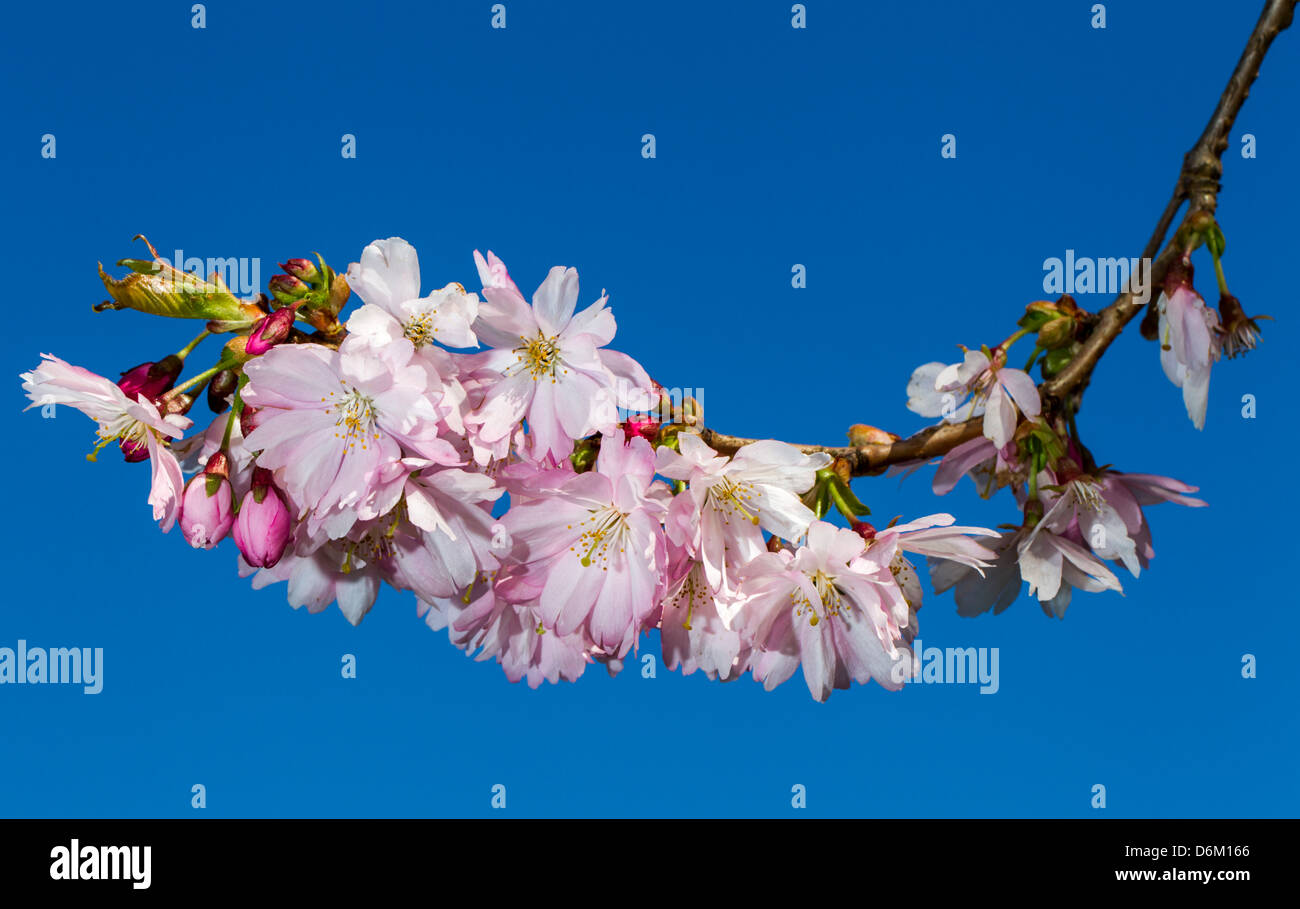 Kirschblüte Zweig Blüte mit dem blauen Himmel im Hintergrund Stockfoto