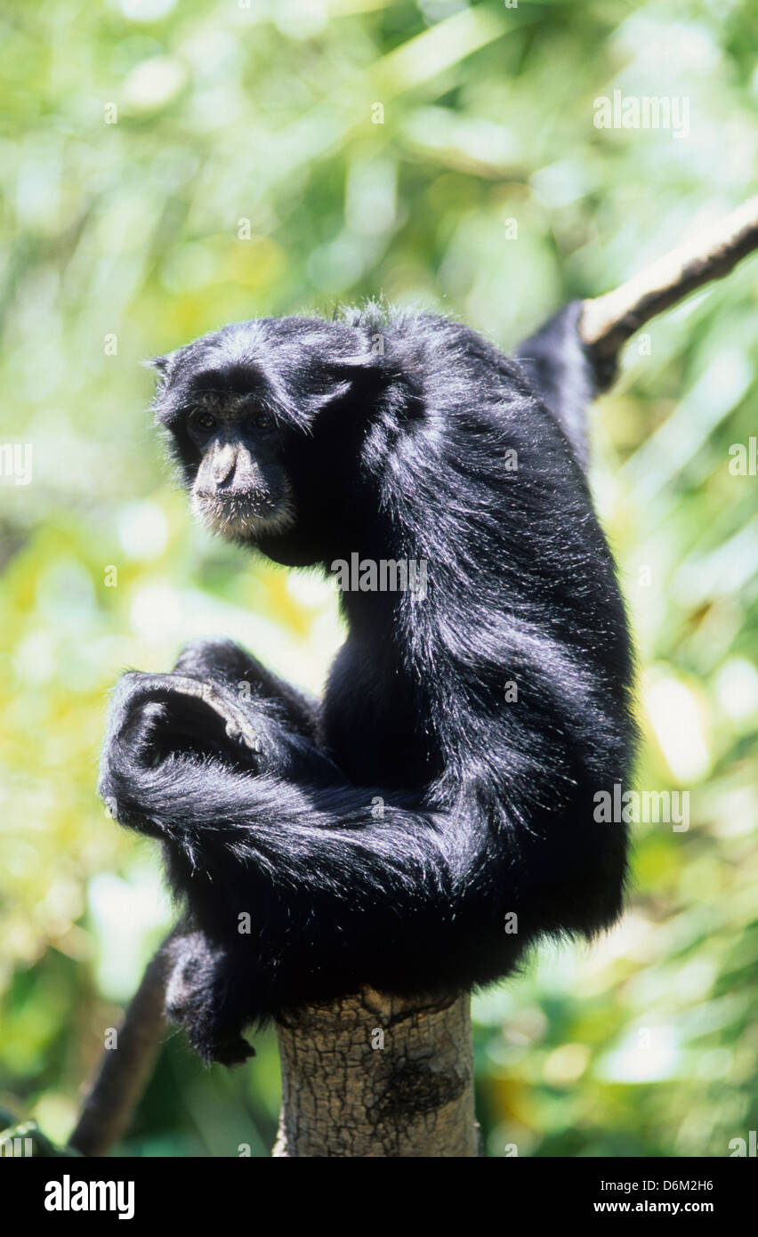 Australien, Primaten, Siamang Baum Ape, aufgenommen im Zoo von Adelaide. Stockfoto