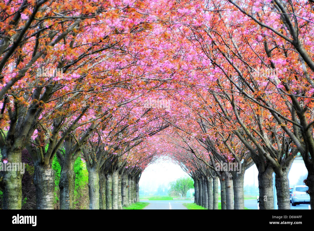 eine Straße mit blühenden Kirschbäume Stockfoto