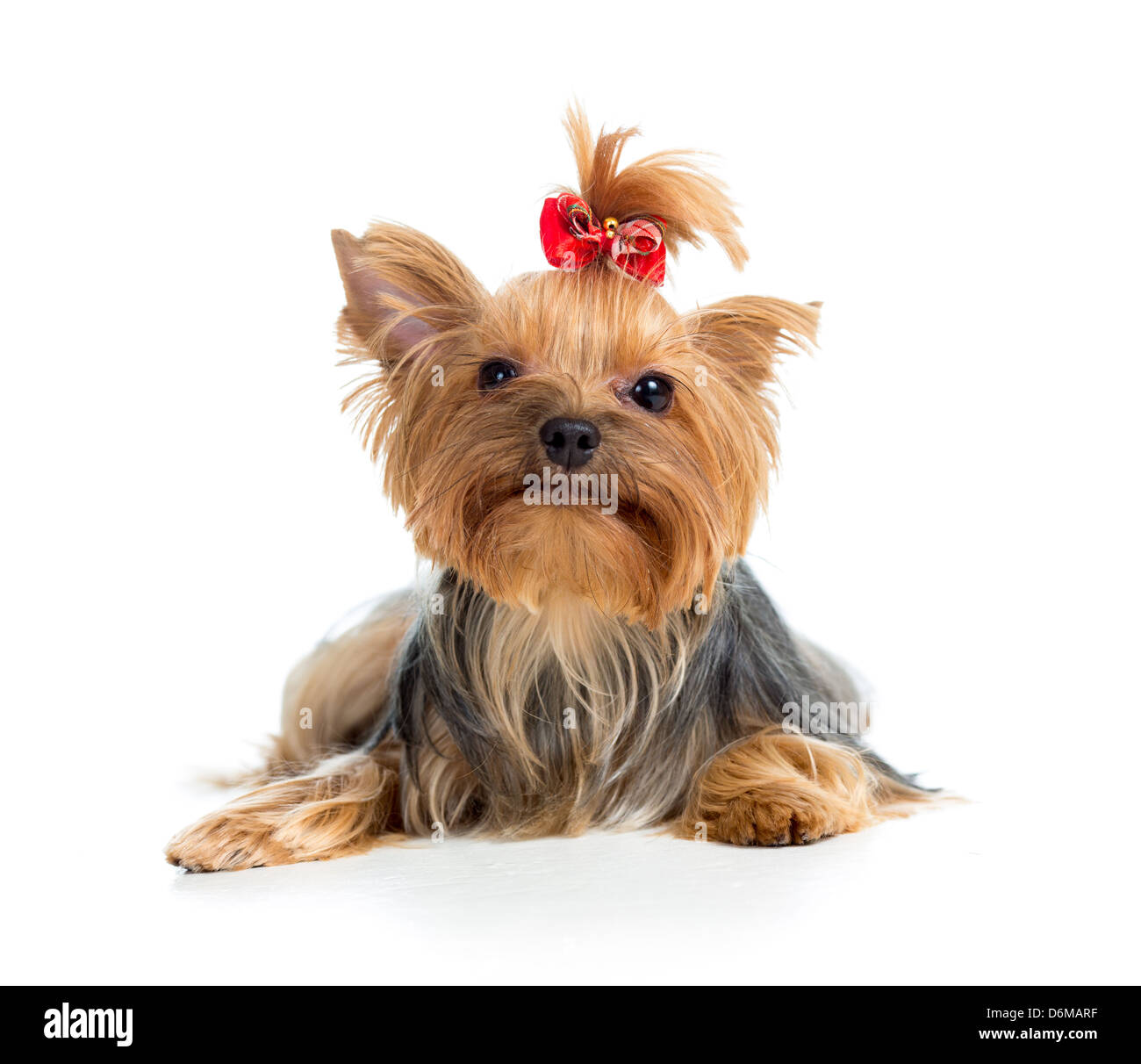 Yorkshire-Terrier Welpe isoliert auf weißem Hintergrund Stockfoto