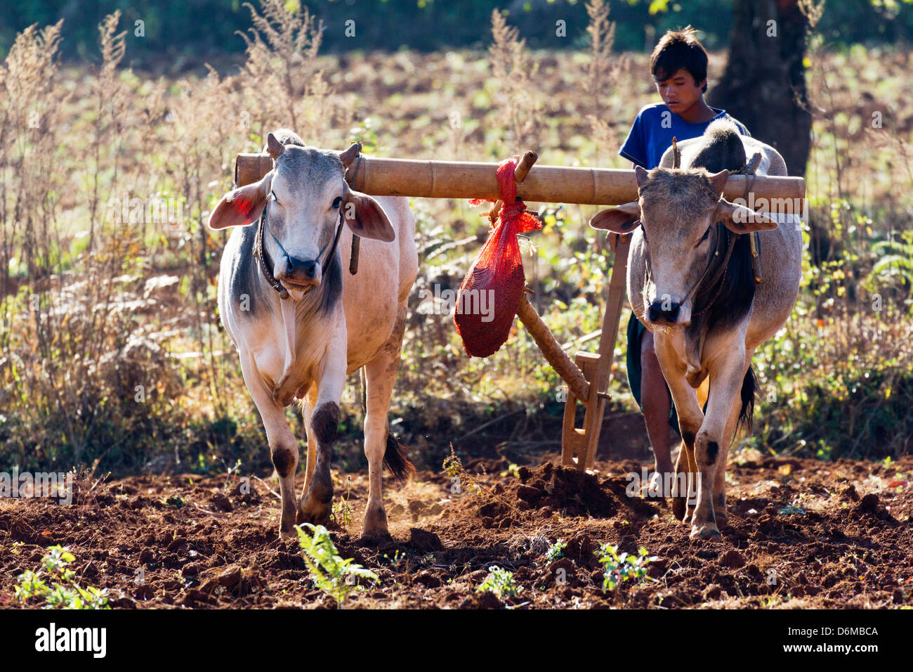 Ochsen gezogenen Pflug in den Bereichen außerhalb Pindaya, Myanmar 6 Stockfoto