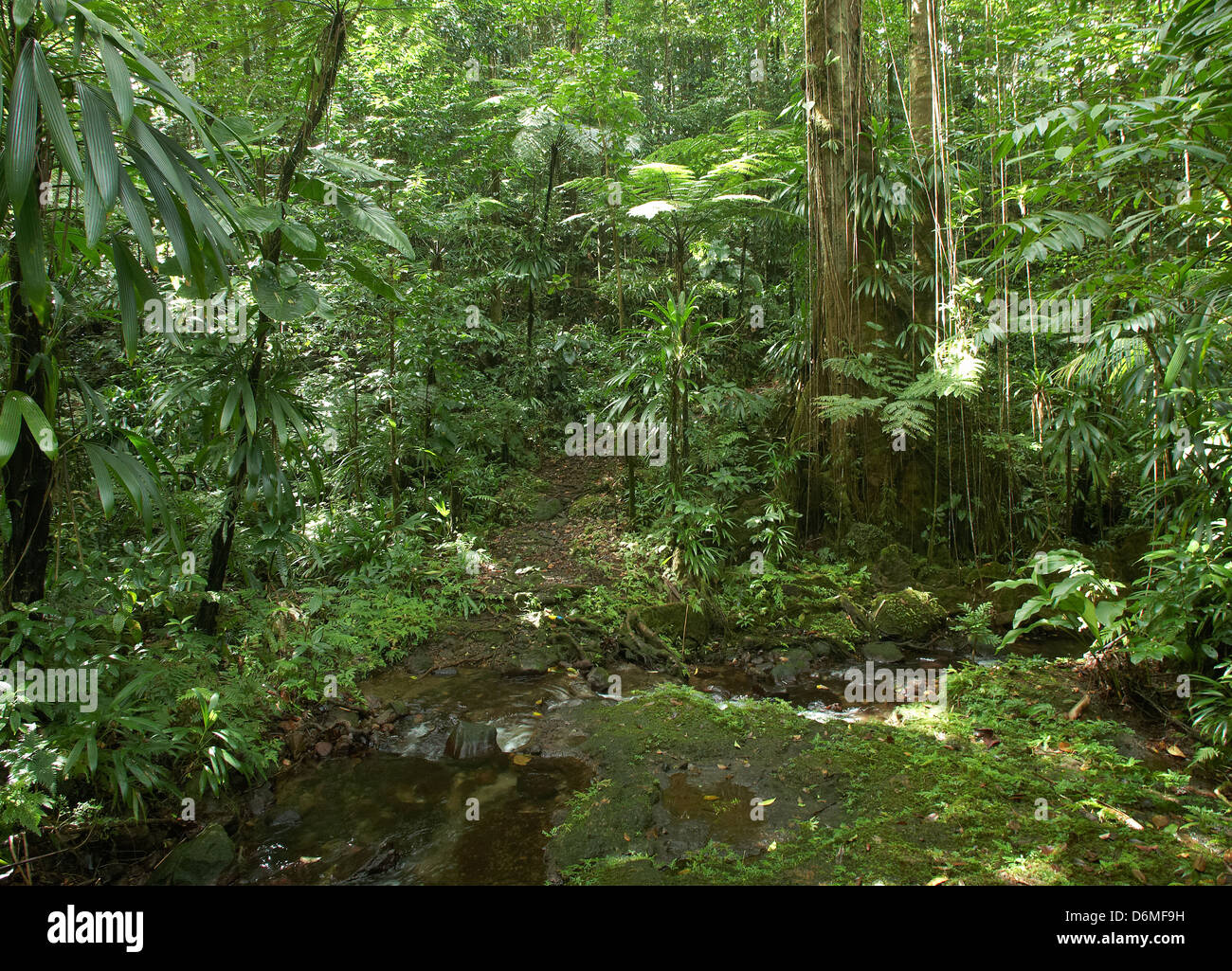 Pont Casse, Dominica, Dschungelweg Waitukubuli National Trail Stockfoto