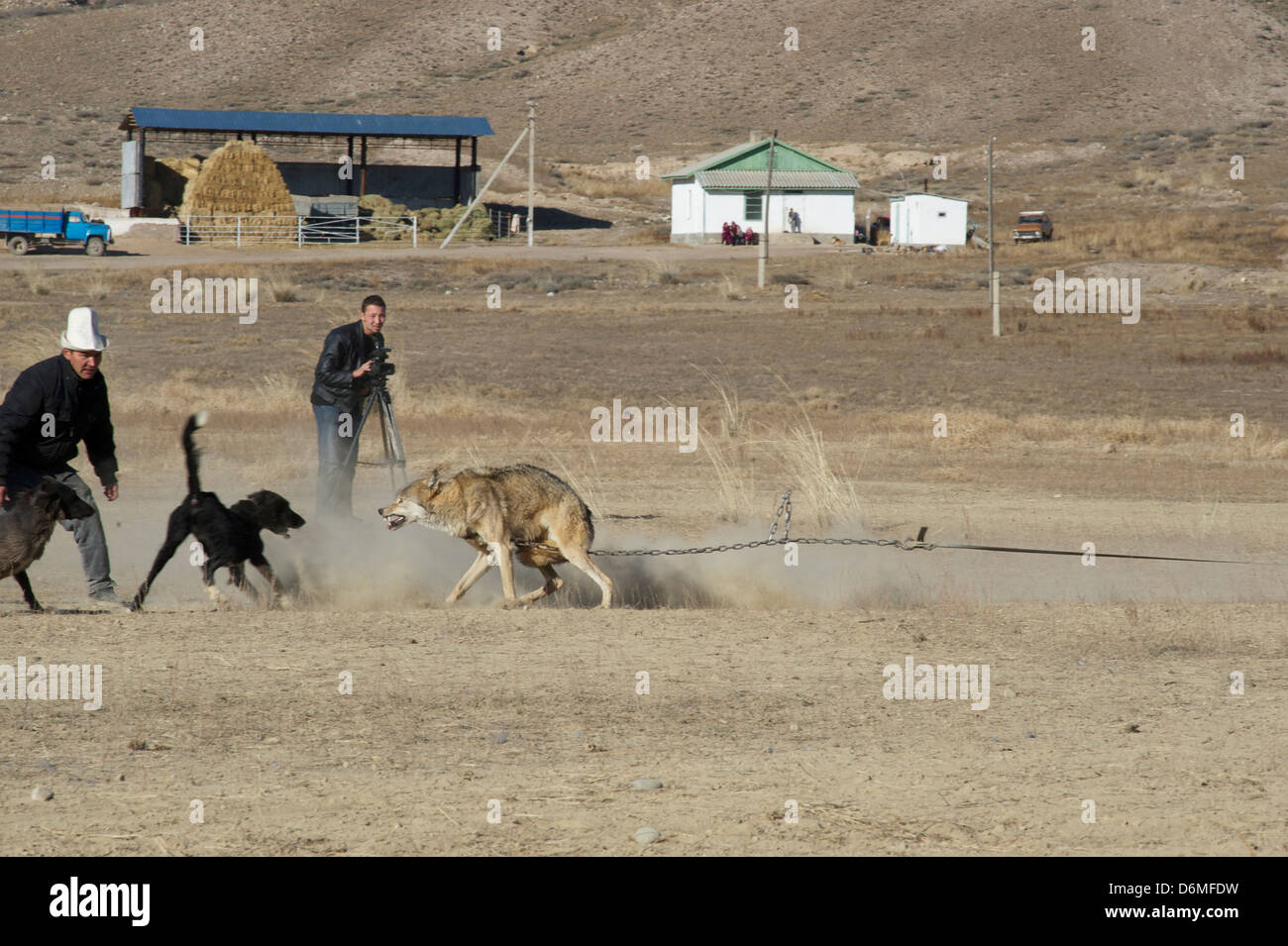 Wolf Kampfhunde Stockfoto