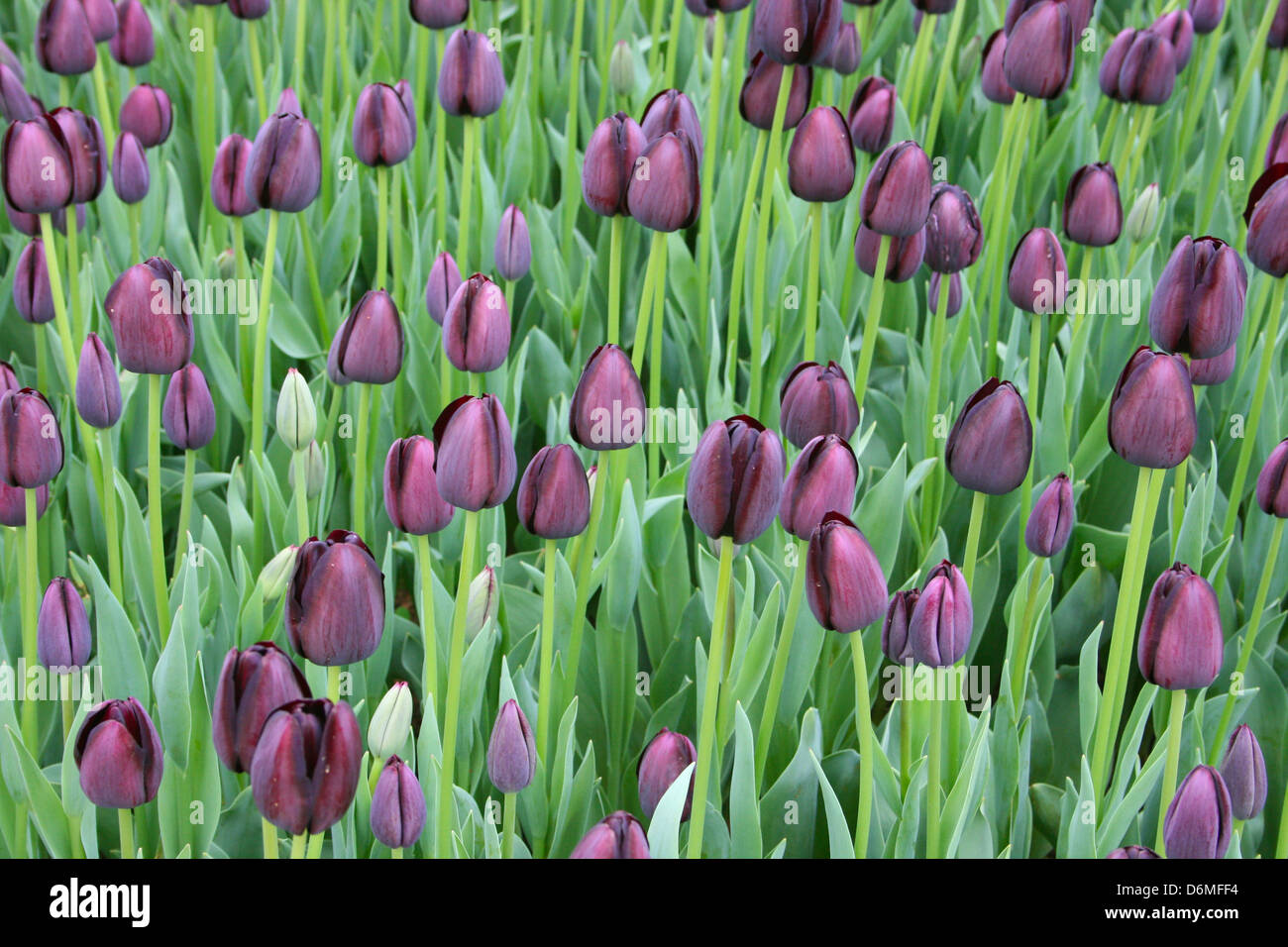 Frische schwarze Tulpen Stockfoto