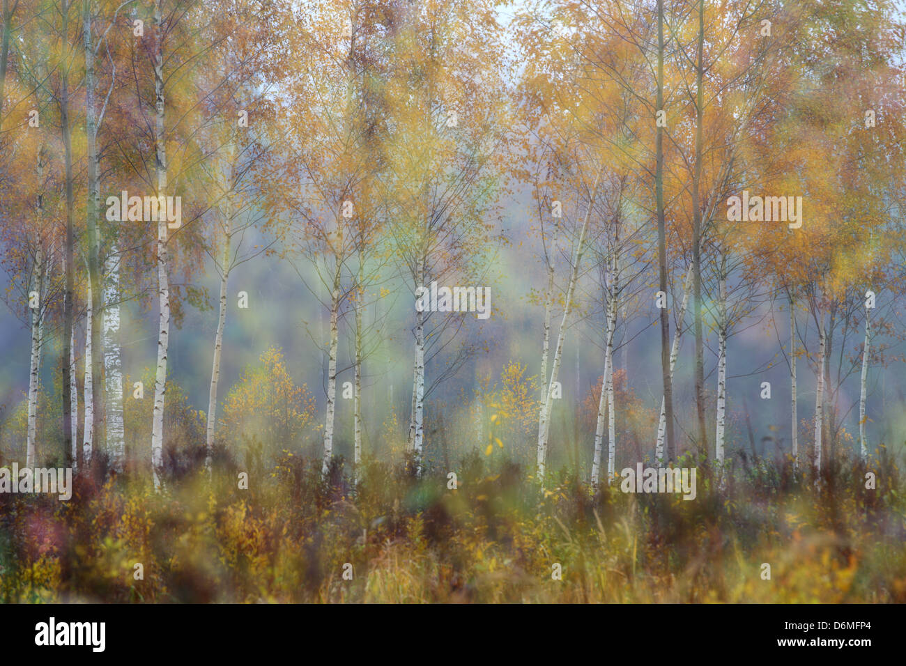 Nass und nebligen Herbsttag im Wald mit Birken Stockfoto