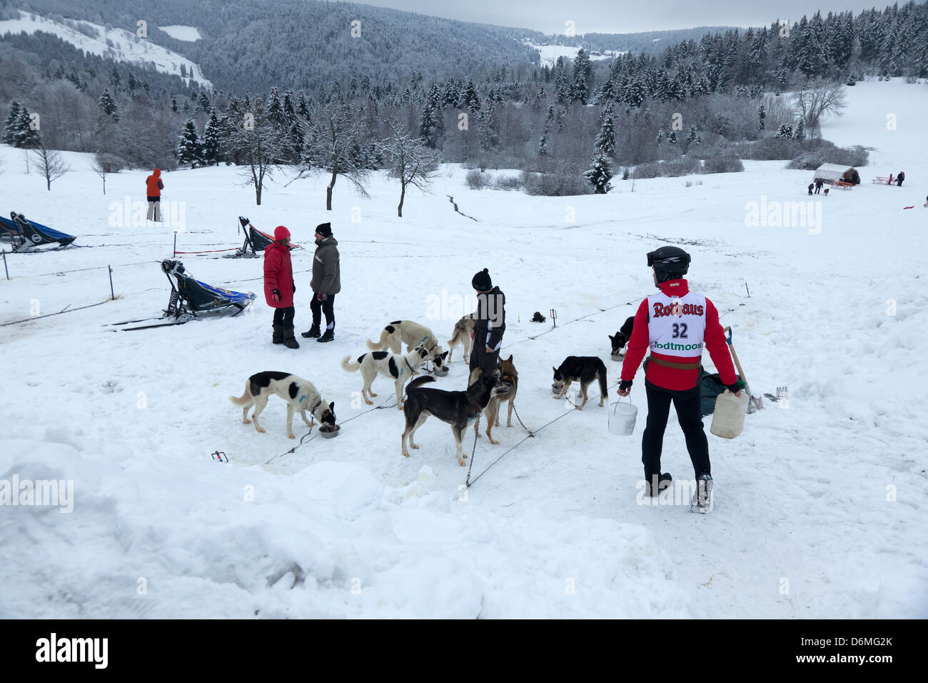 Tote Moos, Deutschland, Hunde und Menschen bereiten sich vor einem Hundeschlitten Rennen Stockfoto