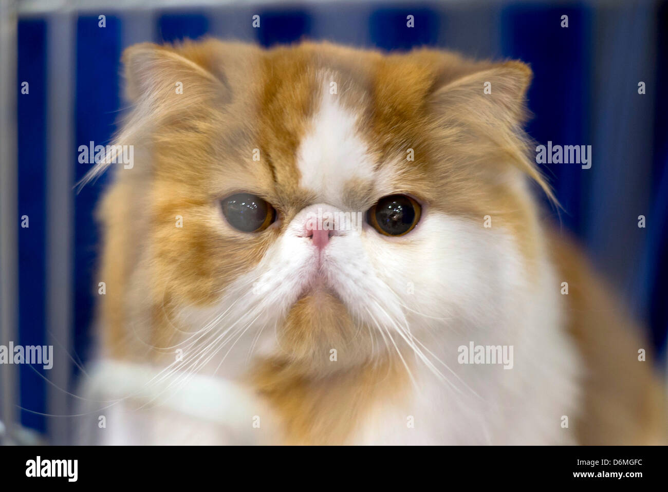 Eine Katze ist in einem Käfig auf die Katze Weltausstellung in Dortmund, Deutschland, 20. April 2013 abgebildet. Der Verein Deutsche Edelkatze e.V. Gastgeber die Weltausstellung Katze mit mehr als 400 Rassekatzen am 20. und 21. April 2013. Foto: DANIEL NAUPOLD Stockfoto