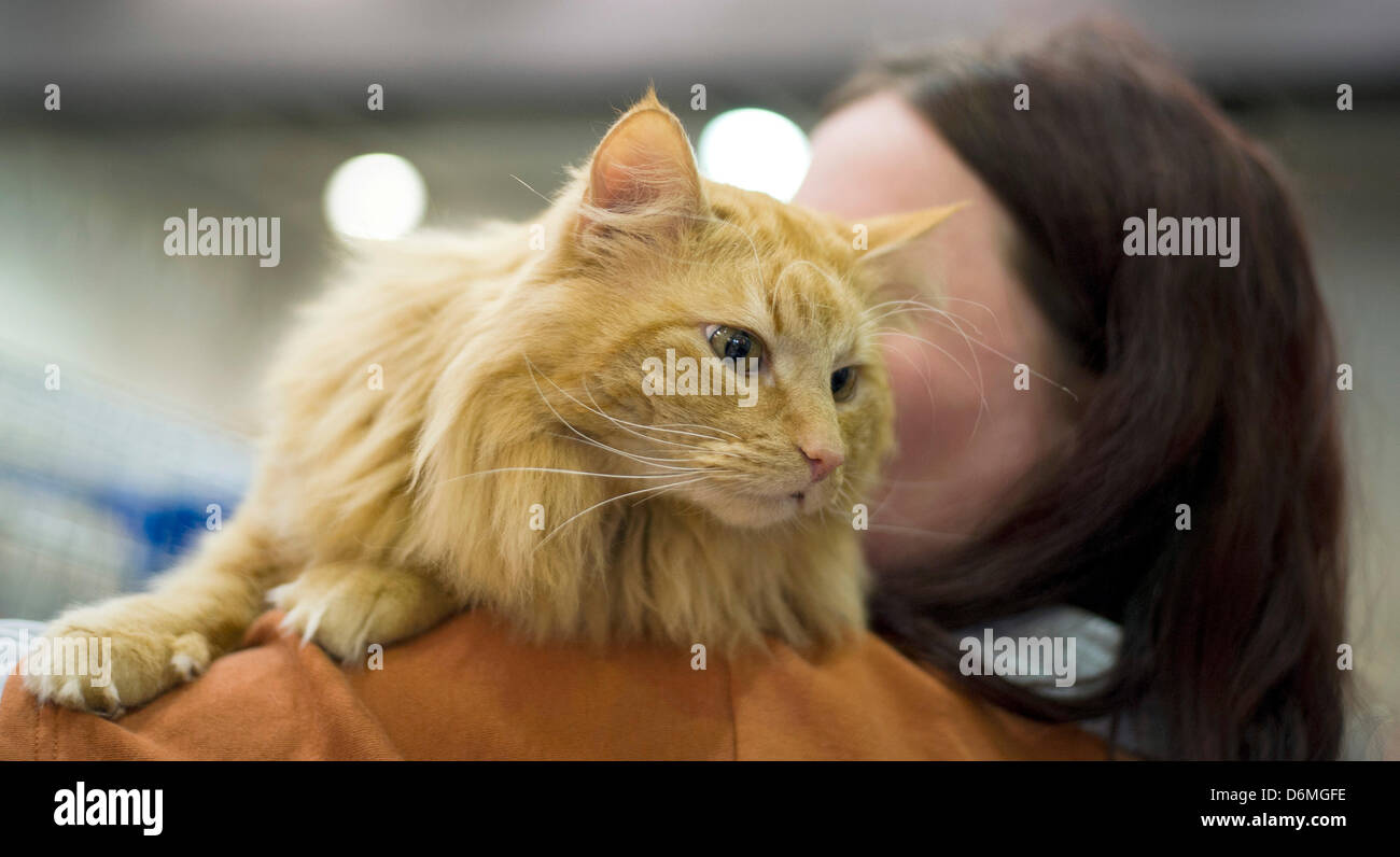 Eine Frau trägt eine Katze auf die Schulter, während die Katze Weltausstellung in Dortmund, Deutschland, 20. April 2013. Der Verein Deutsche Edelkatze e.V. Gastgeber die Weltausstellung Katze mit mehr als 400 Rassekatzen am 20. und 21. April 2013. Foto: DANIEL NAUPOLD Stockfoto