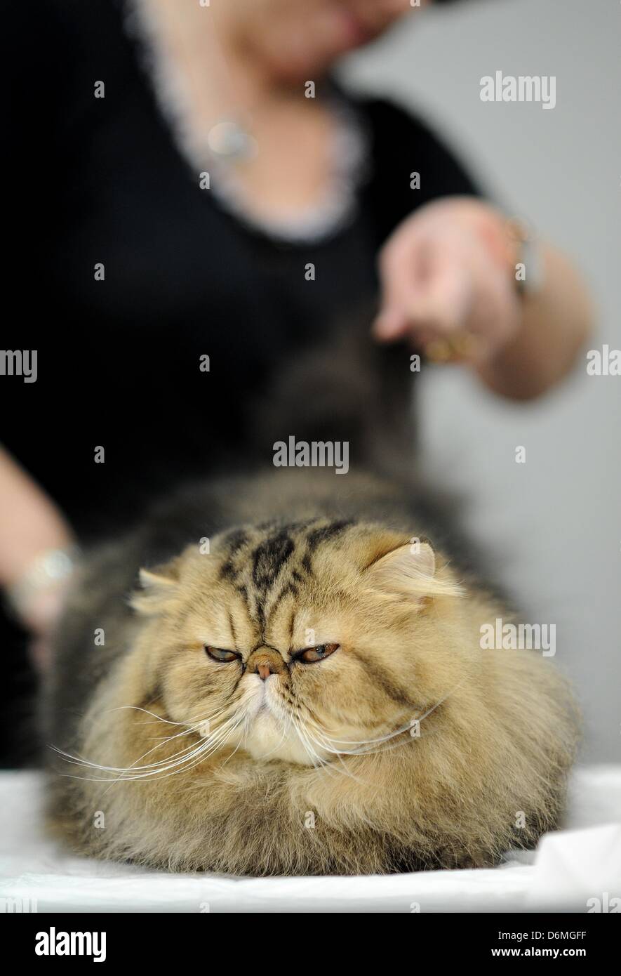 Eine Perserkatze ist während der Katze Weltausstellung in Dortmund, Deutschland, 20. April 2013 gebürstet werden. Der Verein Deutsche Edelkatze e.V. Gastgeber die Weltausstellung Katze mit mehr als 400 Rassekatzen am 20. und 21. April 2013. Foto: DANIEL NAUPOLD Stockfoto