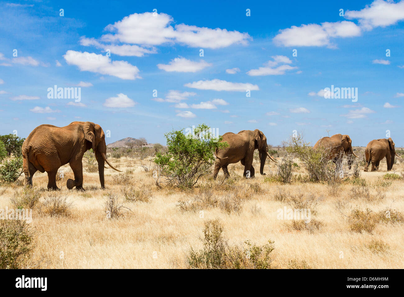 Elefanten, Tsavo-Nationalpark, Kenia - Afrika Stockfoto
