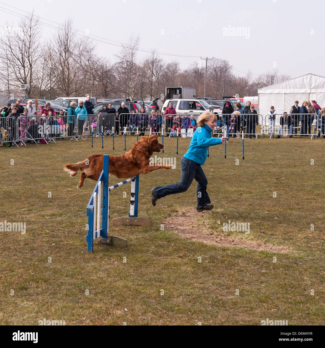 Der Hund-Agility-Parcours an der Spring Fling In Norwich, Norfolk, England, Großbritannien, Uk Stockfoto