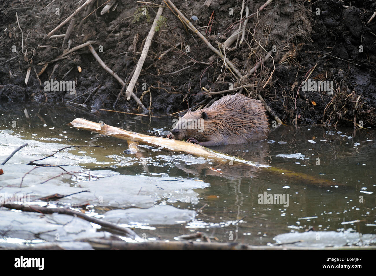 Ein Biber kauen Baumrinde neben seiner Hütte im kühlen Quellwasser von seinem Teich. Stockfoto